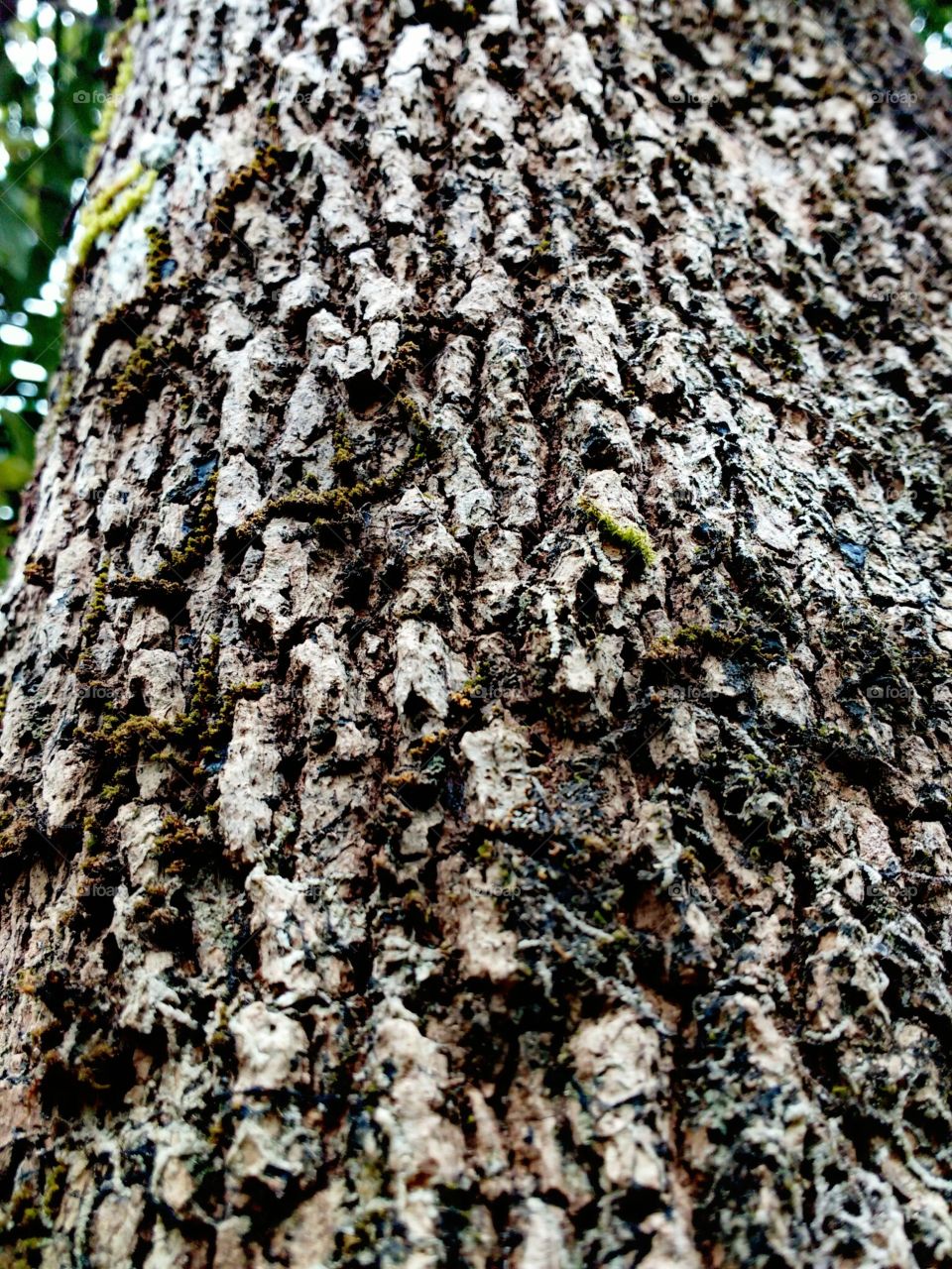 tree bark