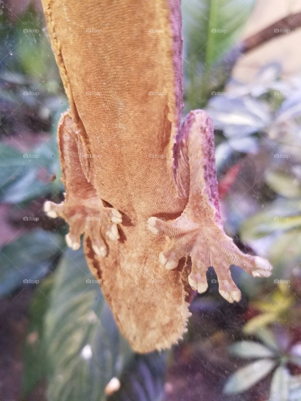 Leaf Gecko Toe Discs