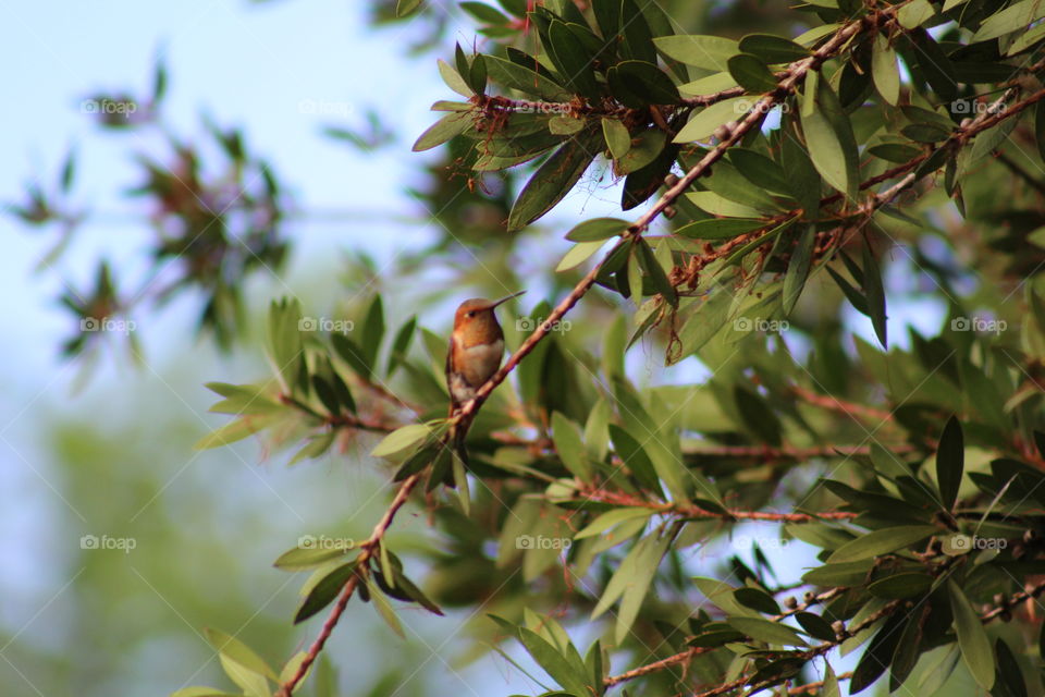 Hummingbird  in Bottle Brush tree.