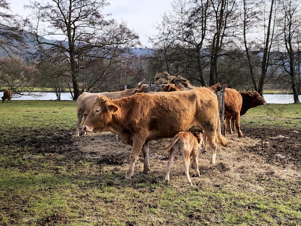 Countryside view 