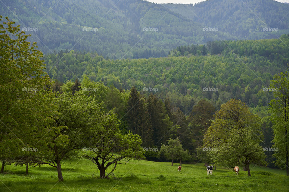 Green meadows in the Alps