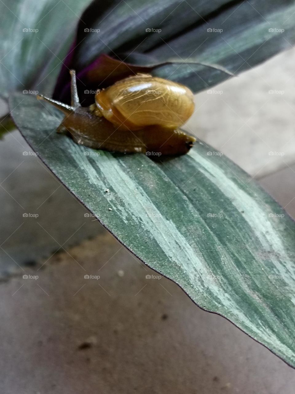 slow and study wins the race