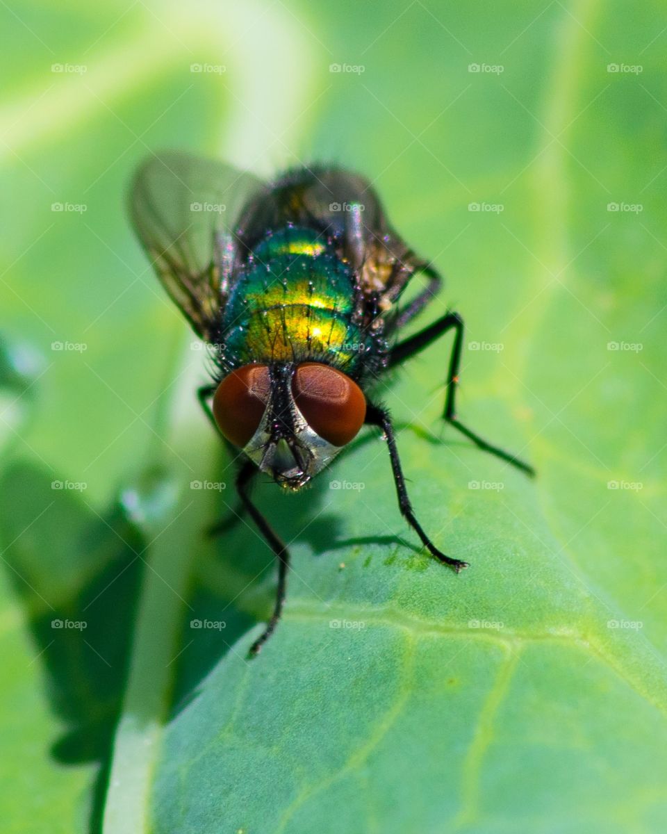 fly on a leaf