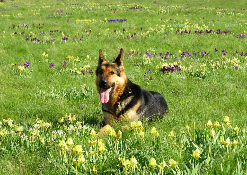 Shepherd dog & wild flowers