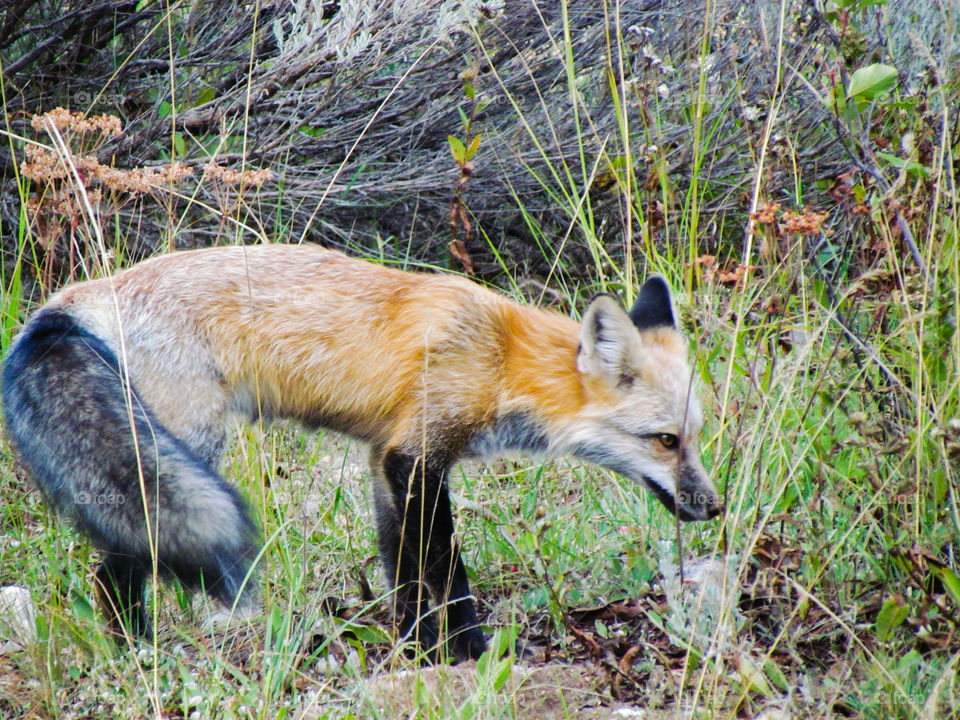 Fox looking at dinner