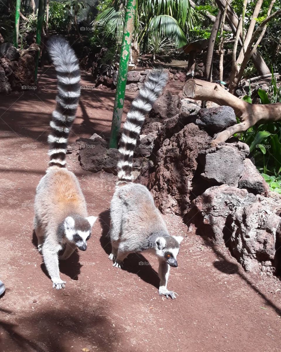 Lemur , fuerteventura