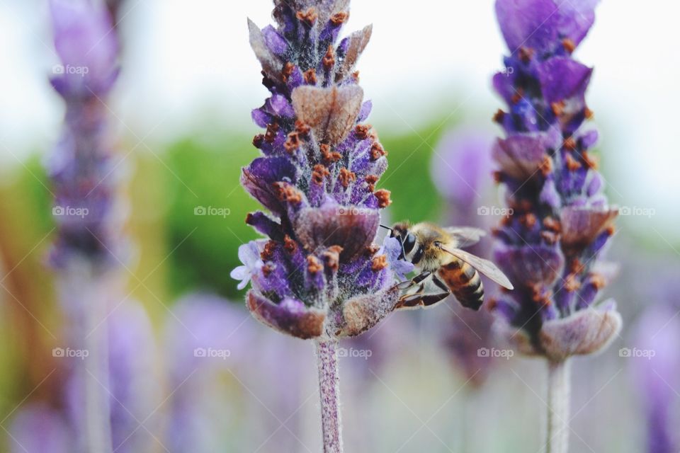 Close up of a bee sitting on lavender