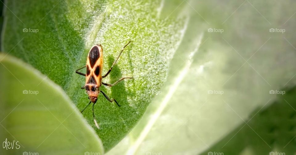 The best thing about animals is they don't talk much

---Thorton Wilder