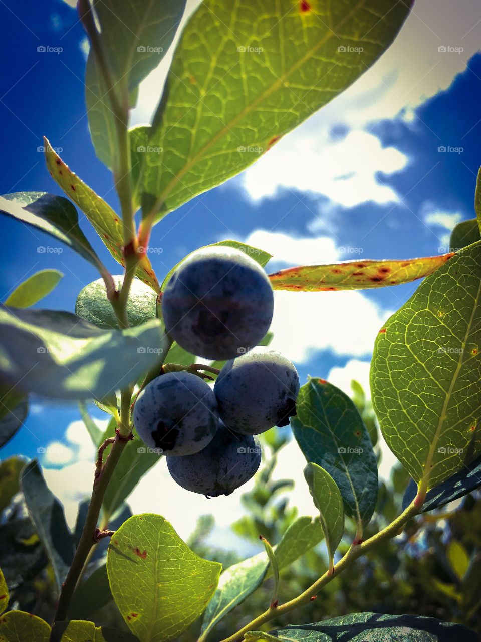 Beautiful Blueberries, ripe for the pickin'
