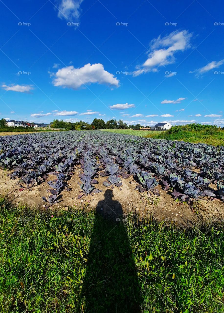 field of cabbage  on sunny day