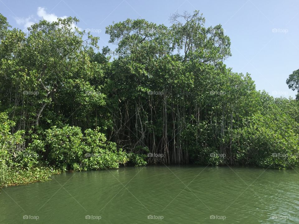 Mangroves 