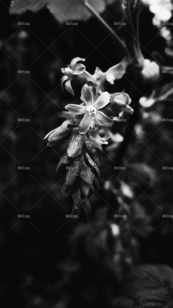 Las arrugas frente al rostro de una flor.