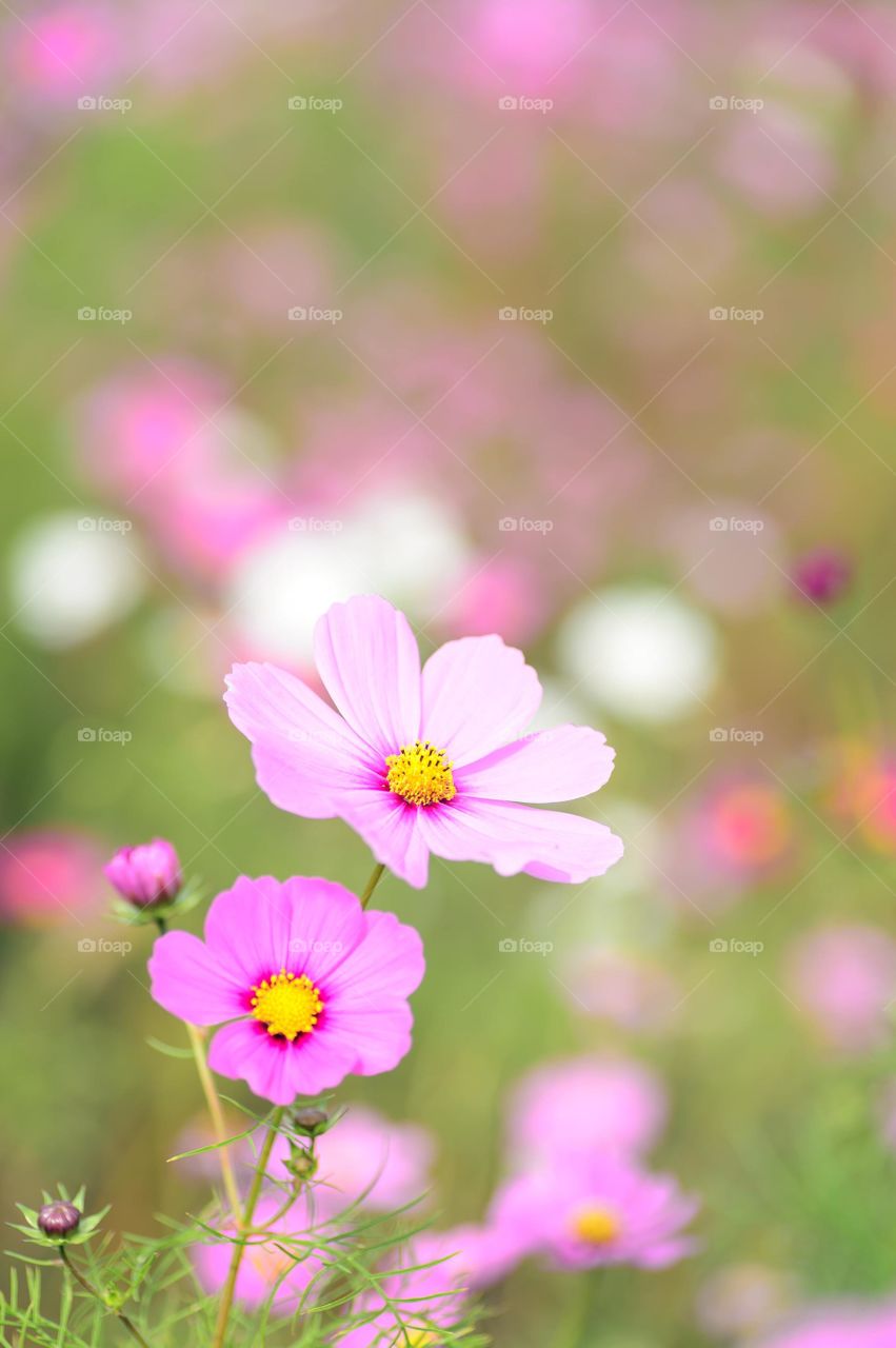 lite pink flowers