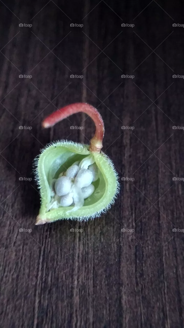 seed