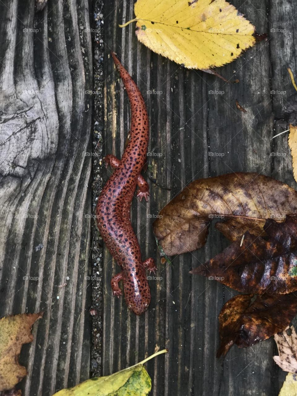 Salamander crawling across an old wooden plank