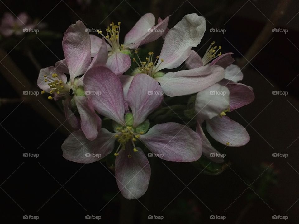 flower in the dark. flowers in night