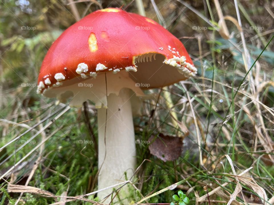 Red and yellow mushroom/toadstool with white dots around its skirt .. who took a nibble ? 🍄