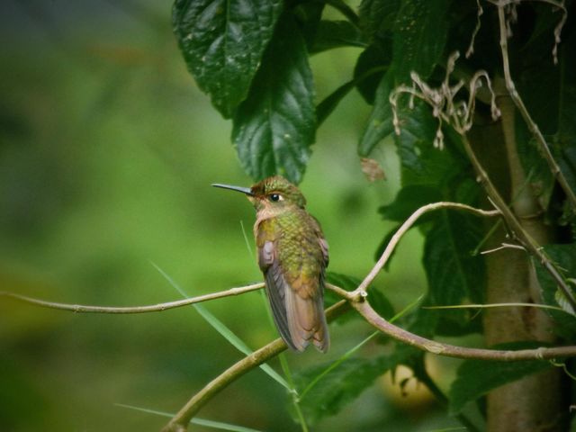 Colibrí verde