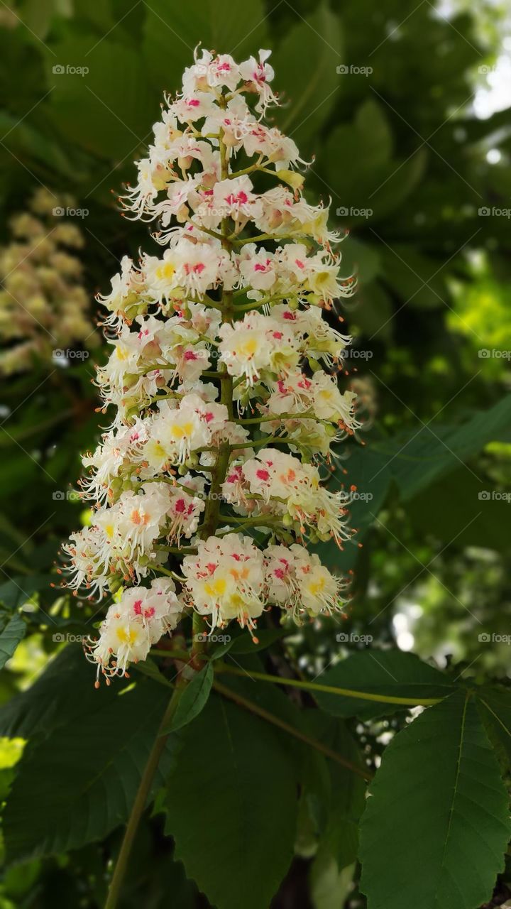 chestnut flowers