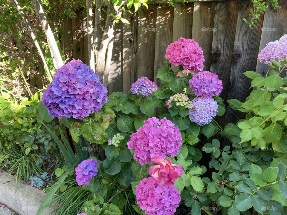 Pint and purple hydrangeas in summer flower garden 