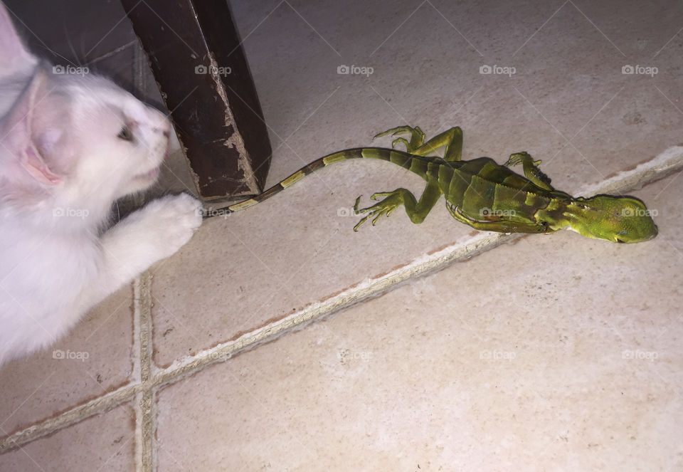 Kitten hunting a iguana