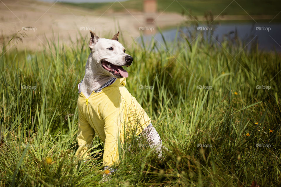 Dog wearing jacket sitting in grass