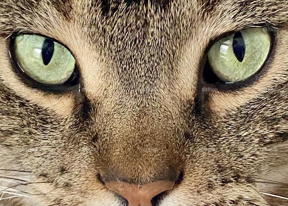 Tabby cat eyes