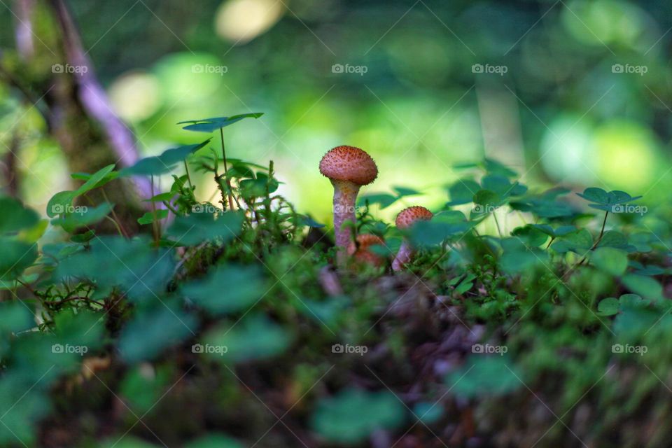 small beautiful honey fungus on a stump