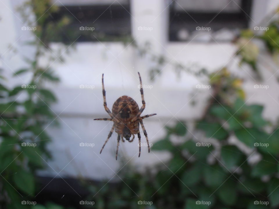 A Spider On A Web