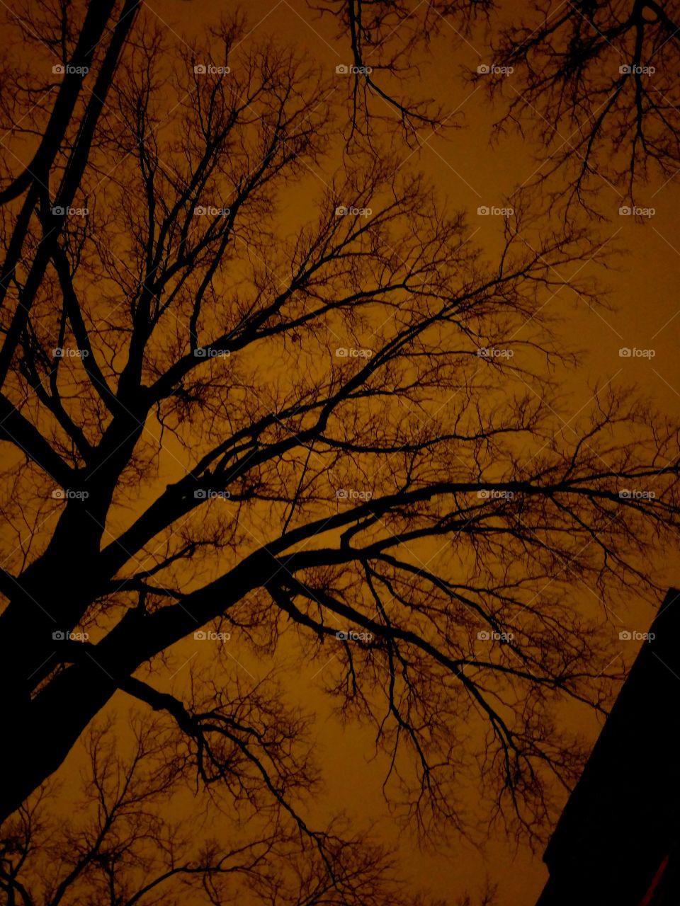 Fall, Tree, Dawn, Backlit, Silhouette