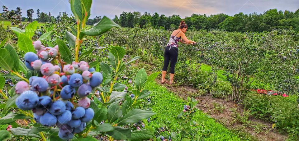 woman picking blueberries