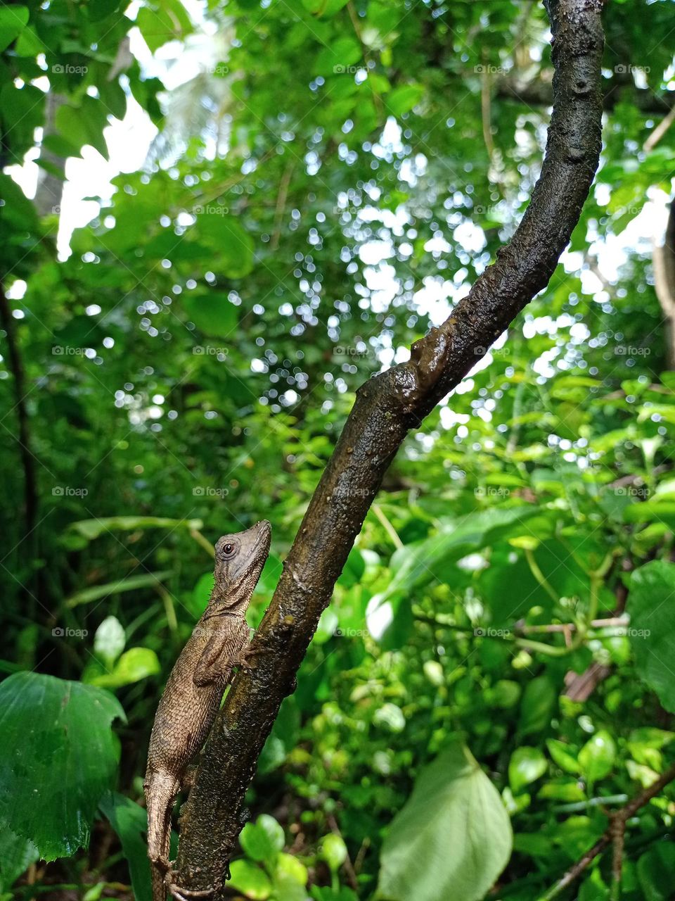 Beautiful closeup view of Indian lizard climbing on tree with nice green blur bokeh effect background it's looking amazing