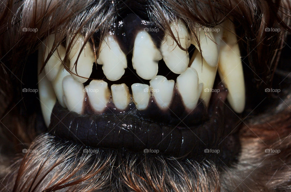 nature macro teeth animal by resnikoffdavid
