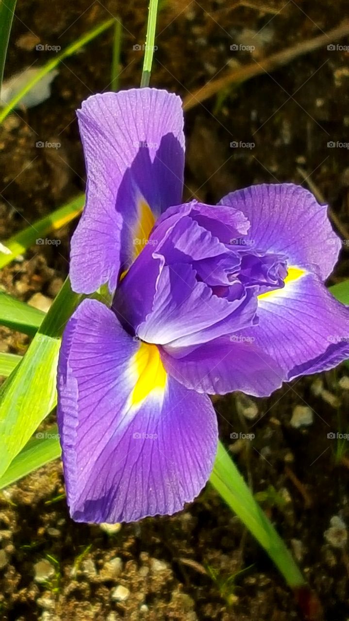 beautiful iris