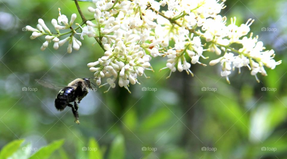 bee hovering around white blossoms.