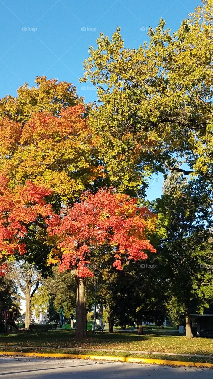 Fall colors