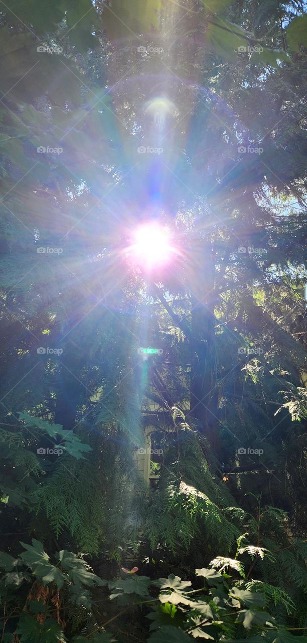 bright ball of sunlight casting colorful rays against dark trees in an Oregon forest on a September afternoon