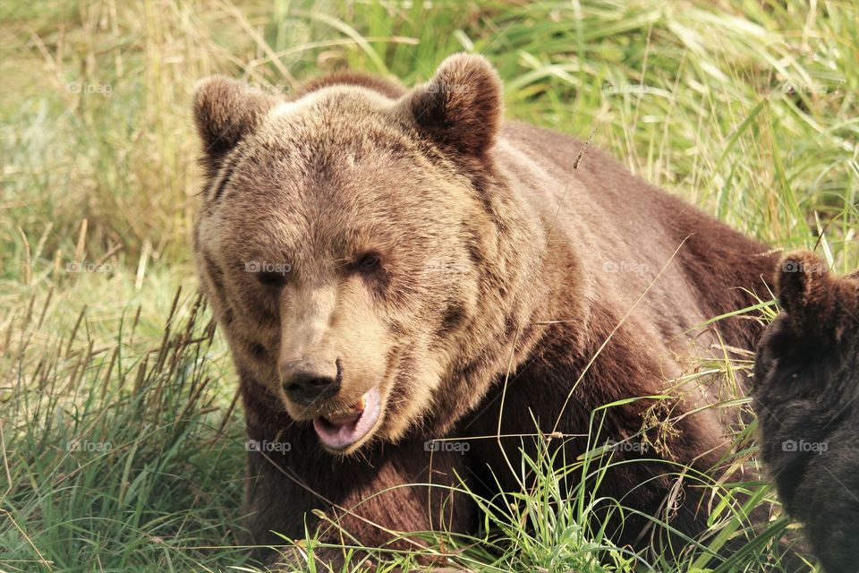 bear wild grizzly nature amazing
