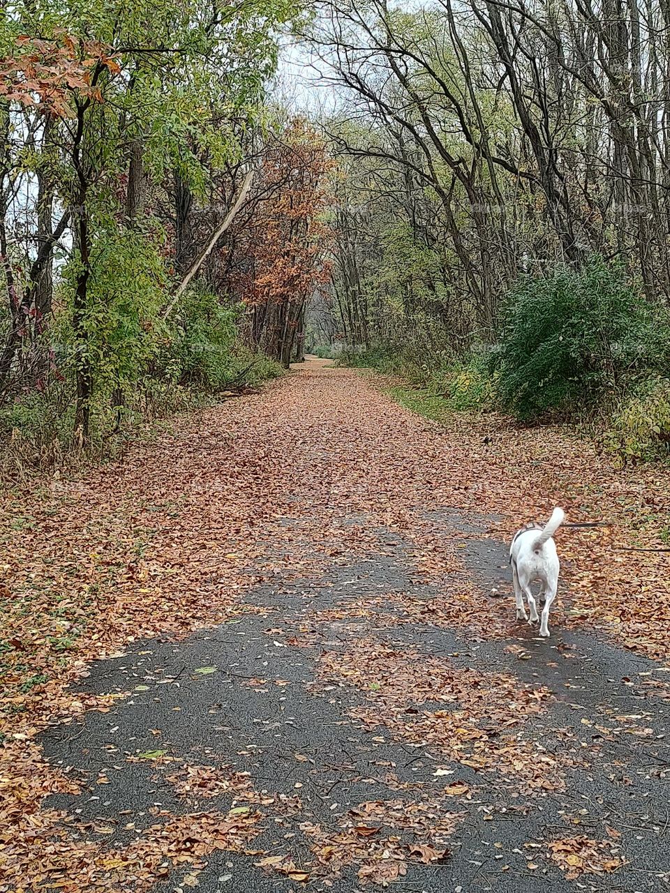 Fall Walk