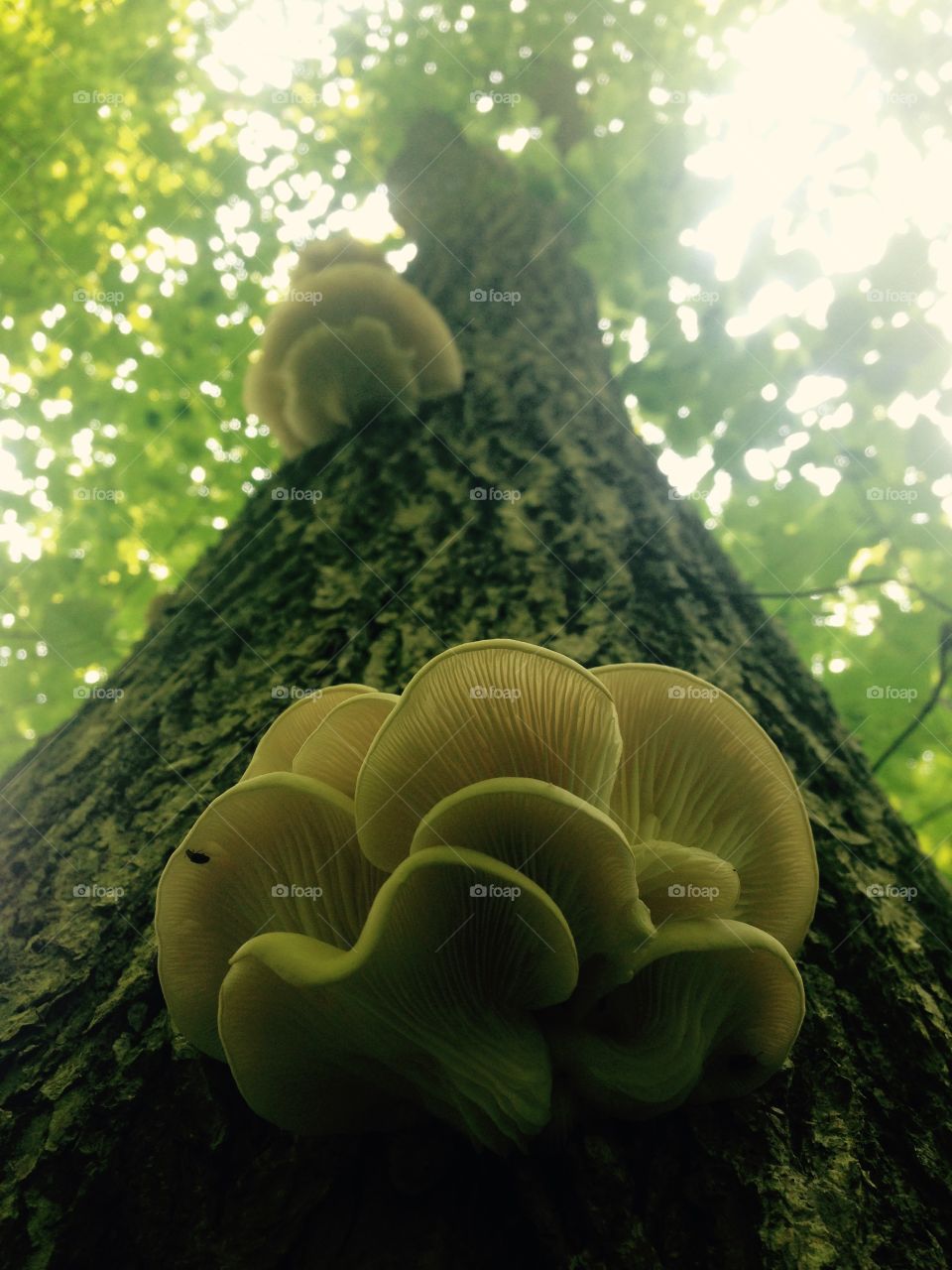 Mushrooms up a tree