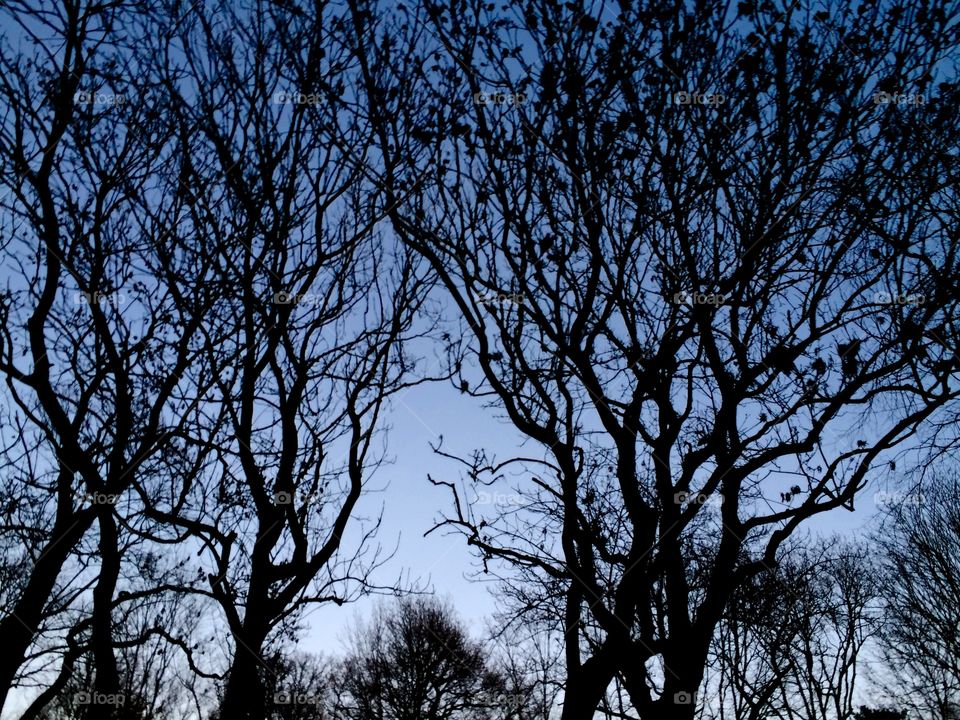 Silhouette trees in the winter