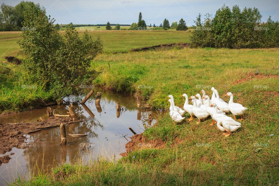 Geese on the river