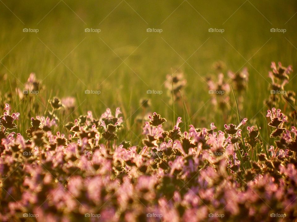 Spring field of purple flowers in the grass at evening golden hour with the sun shining from behind. Depth of field focus low angle.
