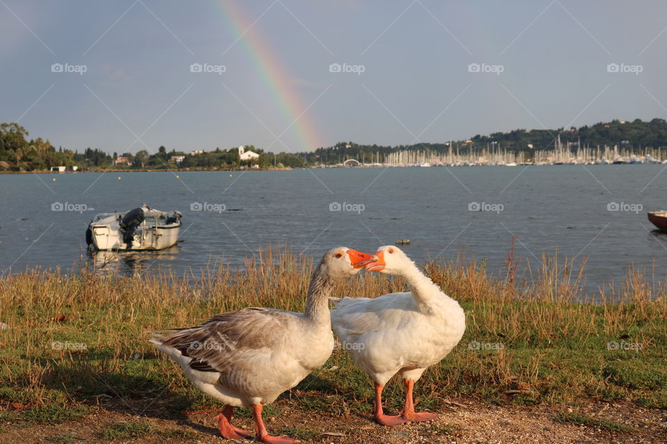 Geese, sea and rainbow