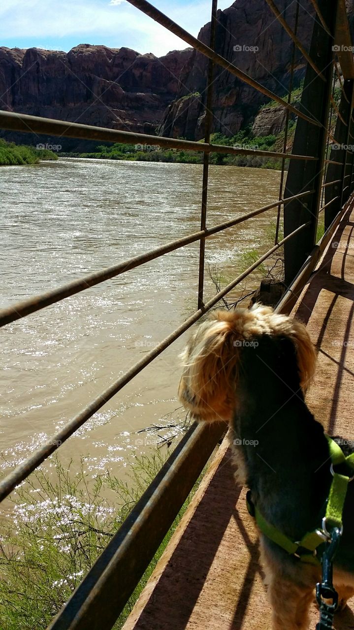 The Mighty Colorado River