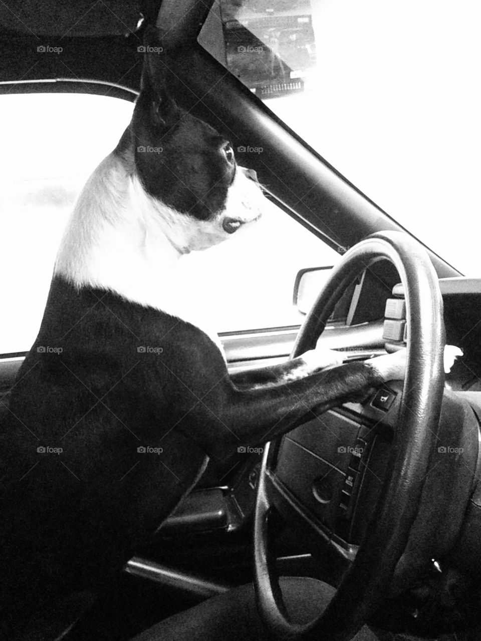 Dog driving mustang!