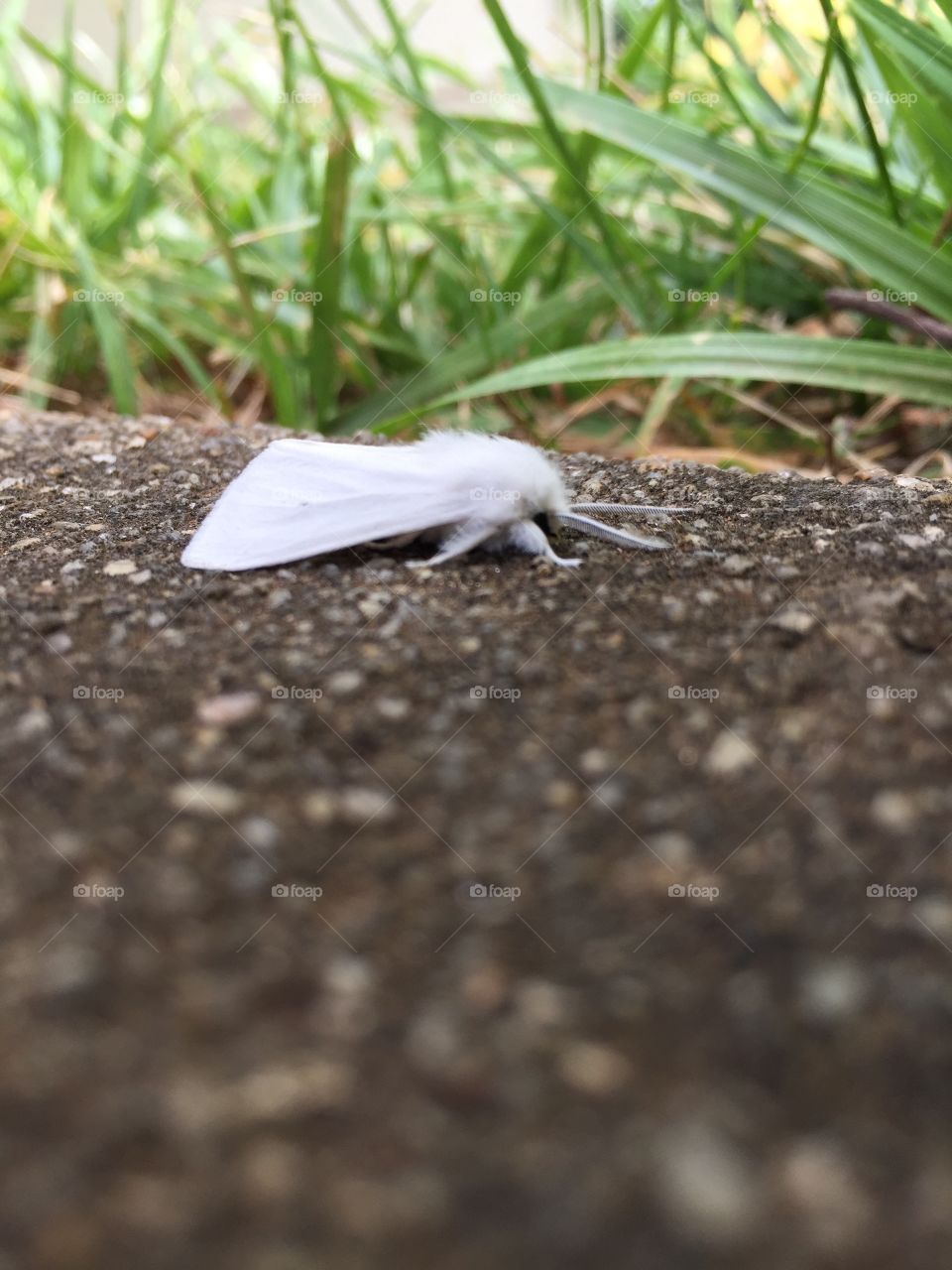 White Moth on the Sidewalk