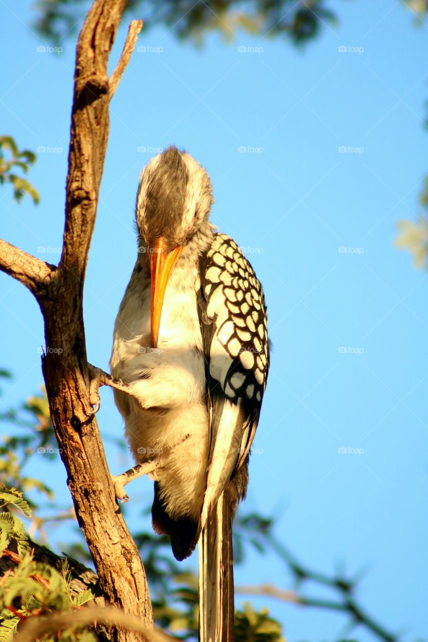 African Ground Hornbil