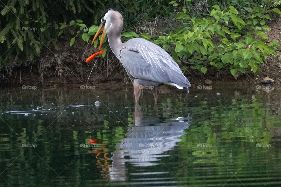 fishing