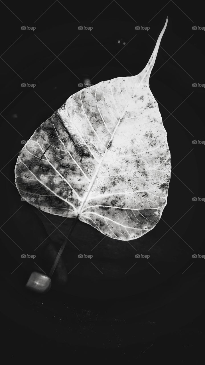 leaf of peepal